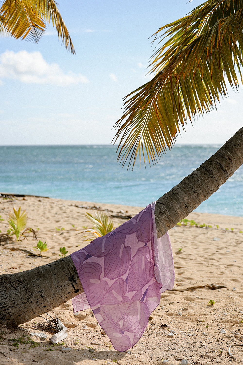 Anthurium Pareo in Purple